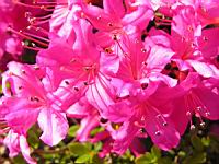 Azalee - Azalea Hatsugiri (fam. Ericacees) (4) (Photo F. Mrugala)